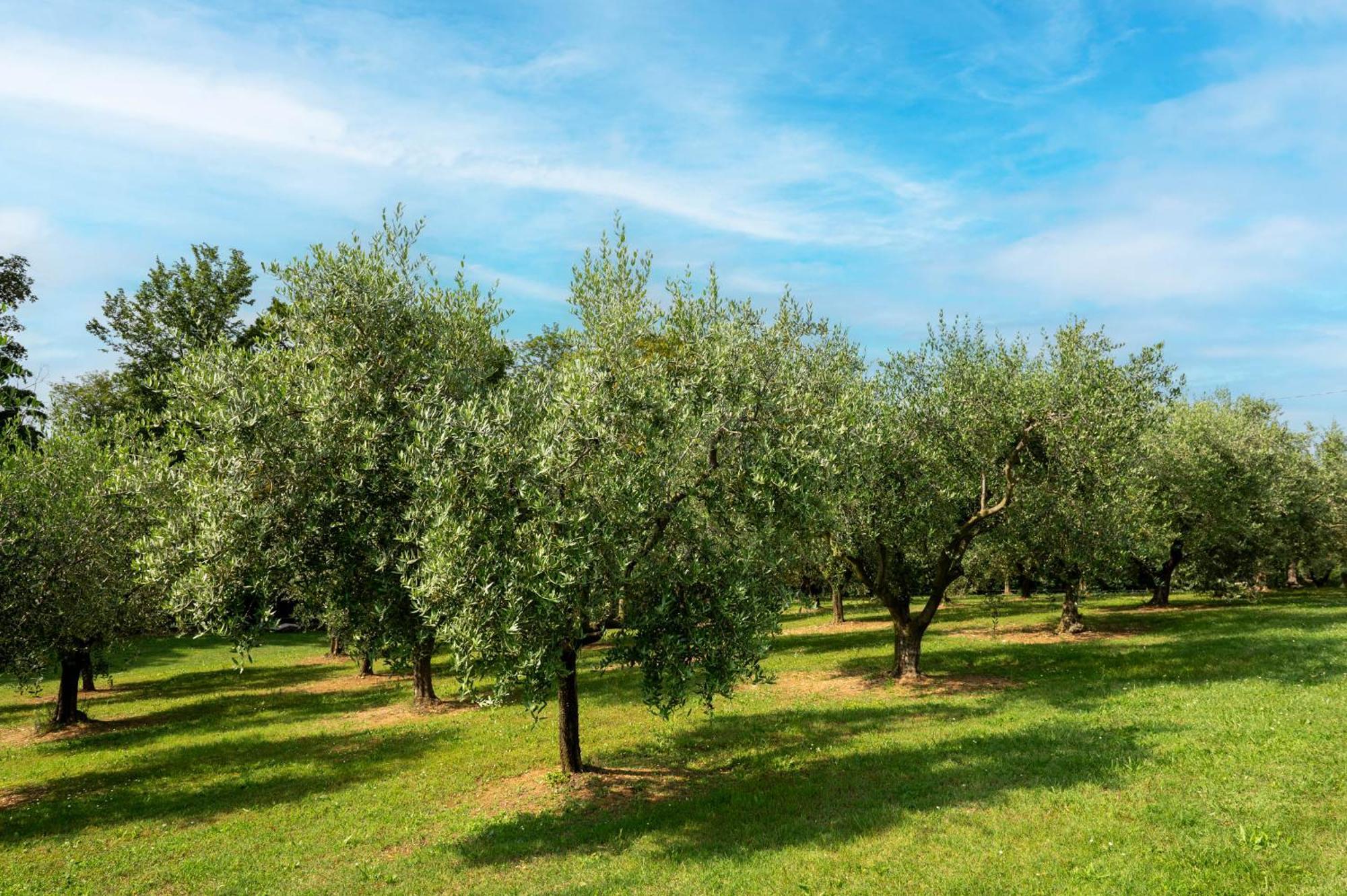 Agriturismo Terre Bianche Teolo Exterior foto